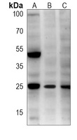 Rac 1 antibody