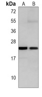 RRAS2 antibody