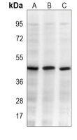 Beta-actin antibody