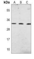 Anti-PLP1 Antibody