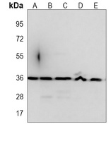 WNT4 antibody