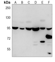 Anti-VCP Antibody
