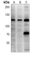 USP11 antibody