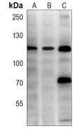 Anti-USP11 Antibody