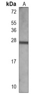 RAB27 antibody