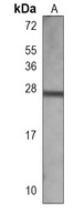 Anti-RAB27 Antibody