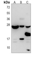 Anti-RAB13 Antibody