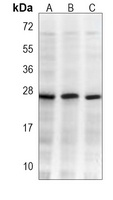RAB5C antibody