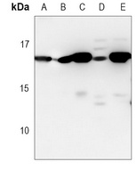 Anti-HINT1 Antibody