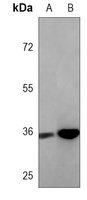 Anti-SOX2 Antibody