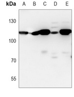 Anti-USP5 Antibody
