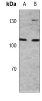 Anti-MSH2 Antibody