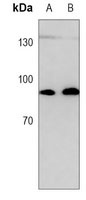 Anti-STAT3 Antibody