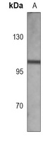 Anti-MLH1 Antibody