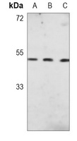 Vasopressin V1a Receptor antibody
