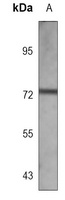 Anti-RYK Antibody