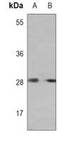 Anti-IMPA1 Antibody