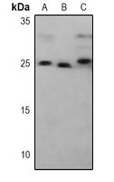 Anti-PSMA5 Antibody