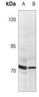 Anti-EIF4B Antibody