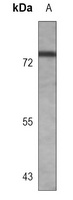 MX1 antibody