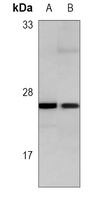 Anti-RAB3A Antibody