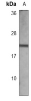 ADCYAP1 antibody