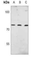 Calpain 2 antibody