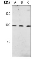 Anti-c-FER Antibody