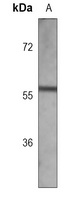 ETS1 antibody