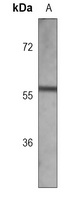 Anti-ETS1 Antibody