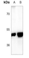 Anti-GFAP Antibody