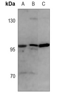 Anti-CD107b Antibody