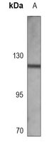 FGFR1 antibody