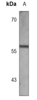 Anti-MAP2 Antibody