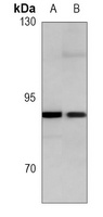 Anti-c-Myb Antibody