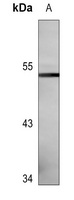 Anti-Cytochrome P450 3A4 Antibody