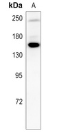 c-Met (phospho-Y1234/Y1235) antibody