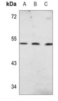 CHRM2 antibody