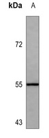 CD271 antibody