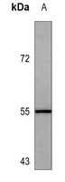 Anti-CD271 Antibody