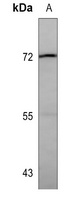 HSP72 antibody