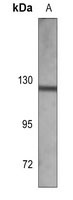 Anti-CD115 Antibody