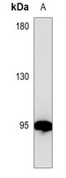 Anti-Gelsolin Antibody
