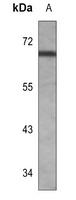 Anti-FYN Antibody