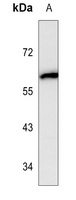 Cytochrome P450 1A1 antibody