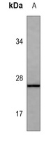 Anti-Calpain reg Antibody