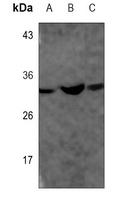 Anti-GAPDH Antibody