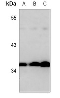 Anti-Annexin A1 Antibody