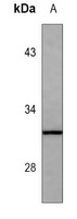 MBP antibody