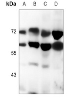 Anti-Lamin A/C Antibody